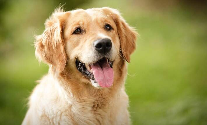 A happy golden retriever